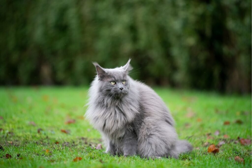 maine coon wants to go outside