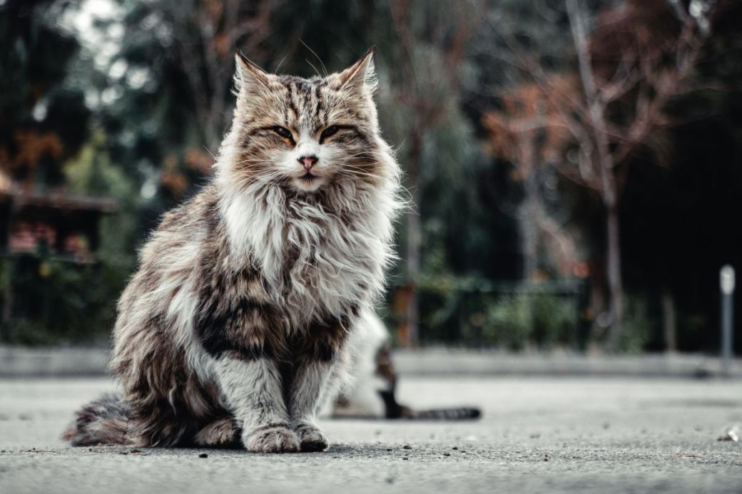 Can Maine Coon Cats Go Outside?