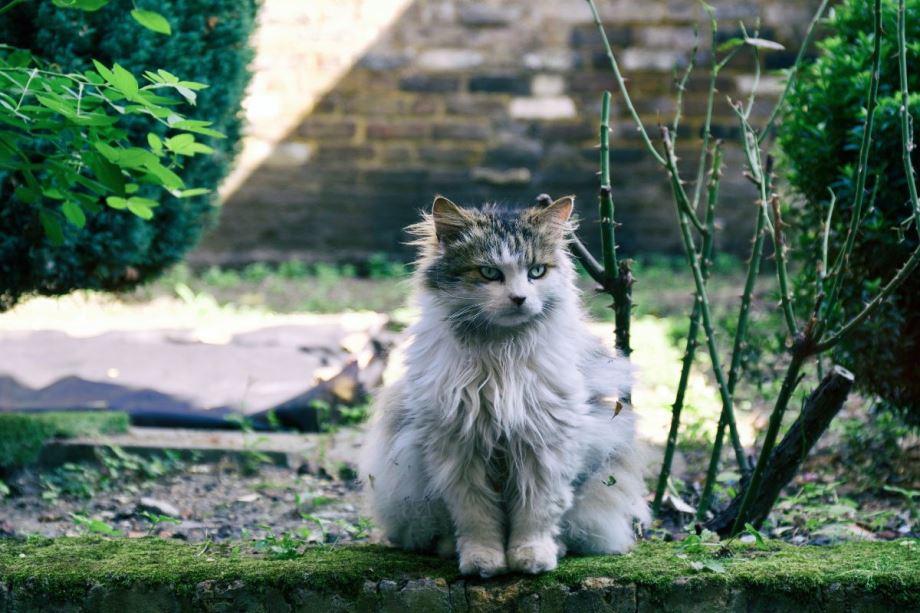 maine coon indoor or outdoor