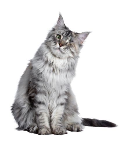 About Maine Coon Cat World