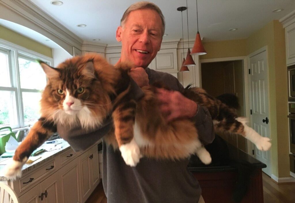 maine coon cat being held