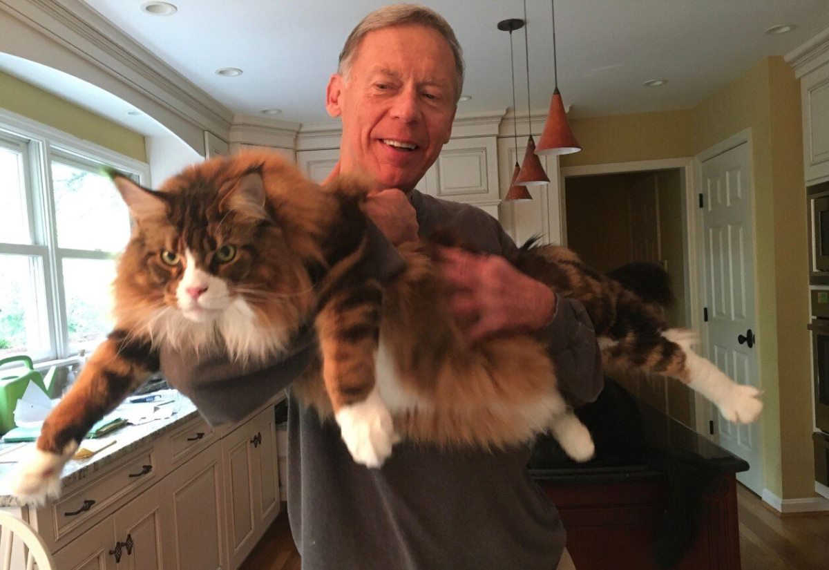 Do Maine Coon Cats Like To Cuddle How to Hold a Maine Coon Cat