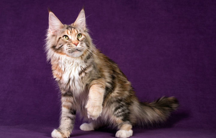 Maine Coon Hypoallergenic