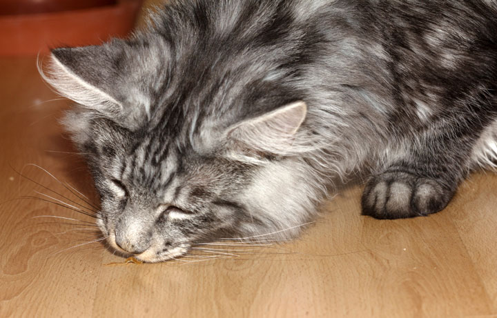 Maine Coon Cat Allergy