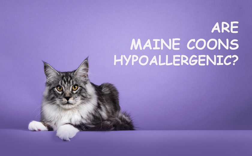 Are Maine Coons Hypoallergenic?